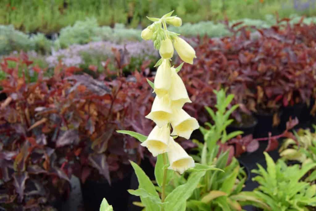 Digitalis grandiflora ---